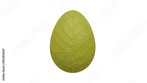 Green oval leaf with prominent veins on a white background