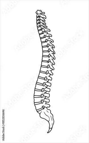 Human Spine Anatomy Vector