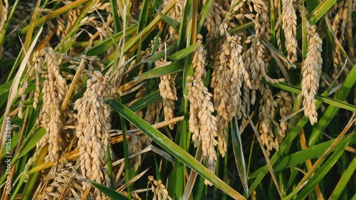 Detail of rice plants in the Ebro River Delta, Catalonia, Spain. 4k.
Close-up of mature rice crop, ready to be harvested, illuminated by the warm light of the sunset and swaying in a gentle breeze.