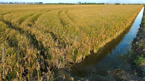Rice plantation in the Ebro River Delta, Catalonia, Spain. 4k.
Field of mature rice, ready for harvest, illuminated by the warm light of the sunset and swaying in a gentle breeze.
