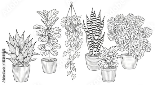 Collection of potted houseplants in black and white line art illustration.