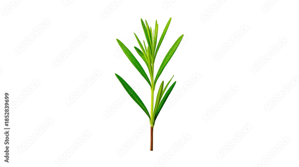 Fototapeta premium Green rosemary sprig isolated on transparent background, fresh herb with needle like leaves, aromatic culinary ingredient, natural and organic, healthy cooking concept