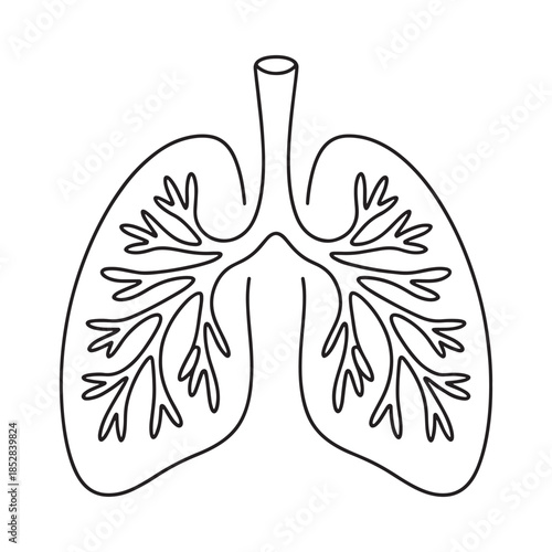 Detailed illustration of human lungs showing bronchial pathways and alveolar structure