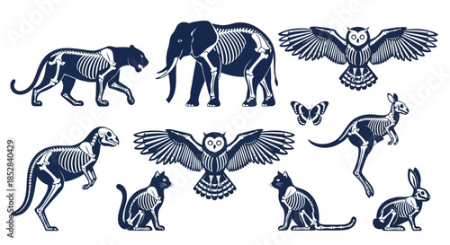 Collection of animal skeletons in dark blue and white on white background vector