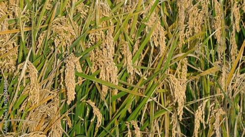 Detail of rice plants in the Ebro River Delta, Catalonia, Spain. 4k.
Close-up of mature rice crop, ready to be harvested, illuminated by the warm light of the sunset and swaying in a gentle breeze.
