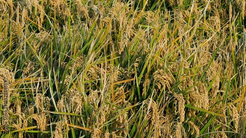 Detail of rice plants in the Ebro River Delta, Catalonia, Spain. 4k.
Close-up of mature rice crop, ready to be harvested, illuminated by the warm light of the sunset and swaying in a gentle breeze.