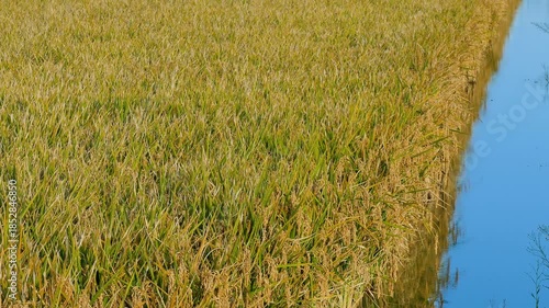 Rice plantation in the Ebro River Delta, Catalonia, Spain. 4k.
Field of mature rice, ready for harvest, illuminated by the warm light of the sunset and swaying in a gentle breeze.