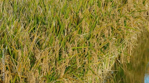 Rice plantation in the Ebro River Delta, Catalonia, Spain. 4k.
Field of mature rice, ready for harvest, illuminated by the warm light of the sunset and swaying in a gentle breeze.