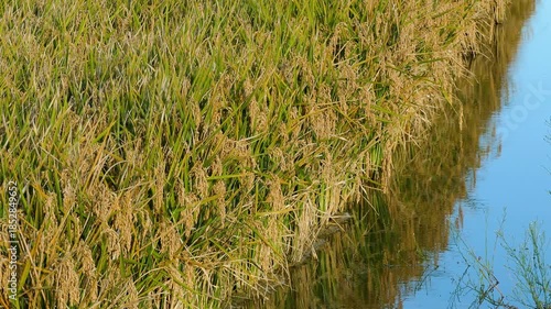 Rice plantation in the Ebro River Delta, Catalonia, Spain. 4k.
Field of mature rice, ready for harvest, illuminated by the warm light of the sunset and swaying in a gentle breeze.