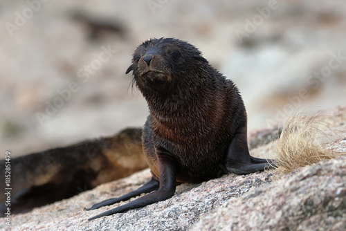 Australian fur seal