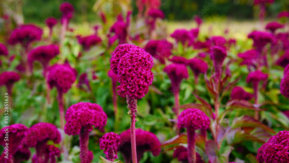 Obraz premium A vibrant close-up of red plumed celosia flowers against a textured golden yellow background, showcasing bold colors and unique natural patterns.
