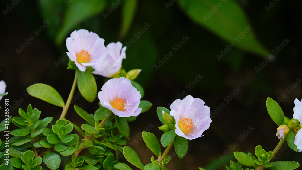 Φωτογραφία Krokot Mawar or Purslane is a succulent flowering plant native to Argentina, Brazil, Uruguay and often cultivated in garden
