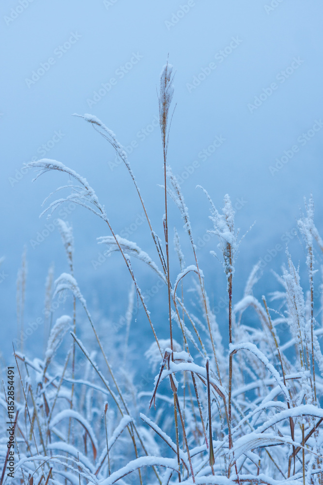 Fototapeta premium Fogy morning, early winter
