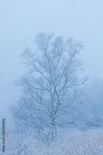 Fogy morning, early winter