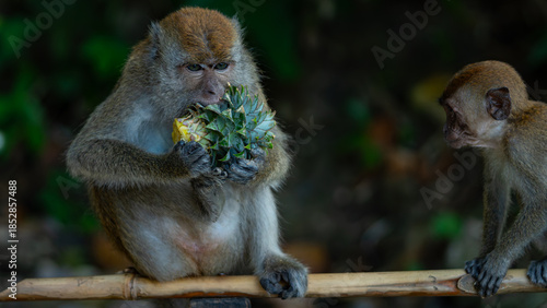 Sticker Macaque monkeys