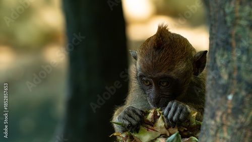 Canvas Print Macaque monkeys