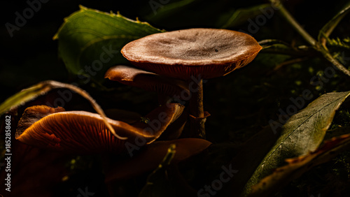 Macro mushroom photography 