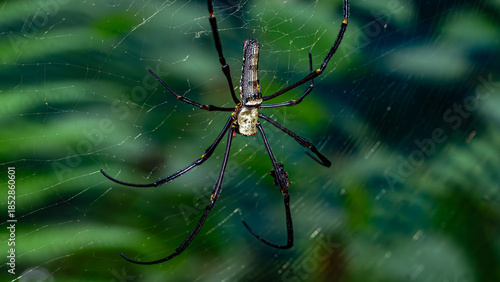 Exotic spider in Thailand's jungle