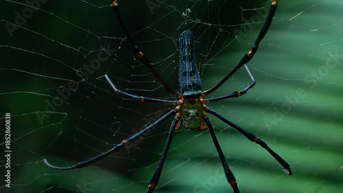 Exotic spider in Thailand's jungle