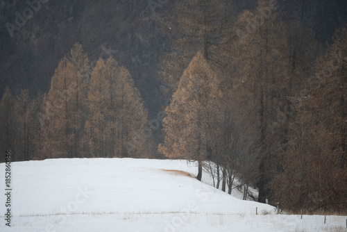 winter forest in the snow