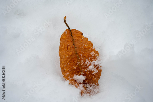 autumn leaves in the snow