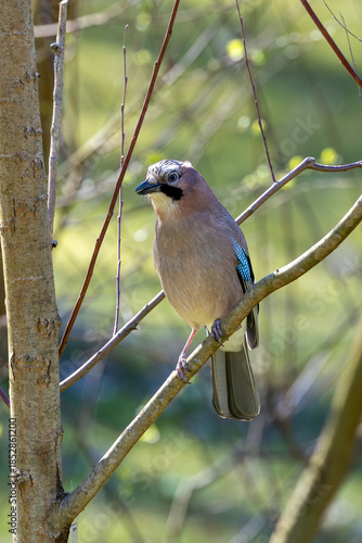 Eurasian Jay (Garrulus glandarius) - Found in woodlands parks and gardens across Europe