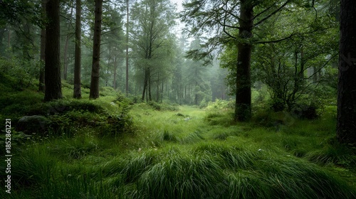 Lush Green Forest Path - A Serene Journey Through Natures Embrace.