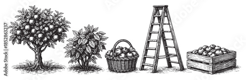 A charming vintage ink illustration depicts an apple orchard scene with a fruit tree, berry bush, basket of apples, ladder, and crate of apples.
