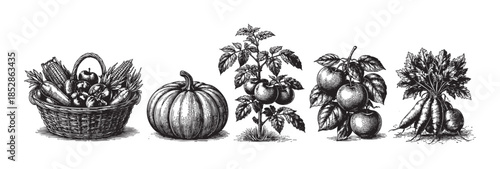 A detailed black and white engraving showcases a harvest bounty, featuring a basket overflowing with corn and apples, a large pumpkin, a tomato plant, and a bunch of carrots.