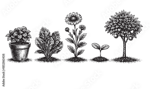 A detailed black and white illustration depicting the progression of plant life, from a potted seedling to a mature fruiting tree, symbolizing growth and development.
