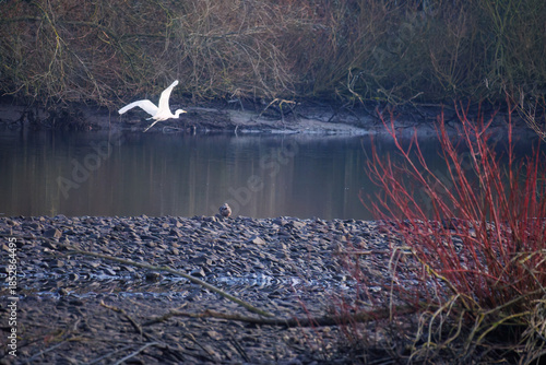 The eastern great egret, a white heron in the genus Ardea, fishing at calm water in lake