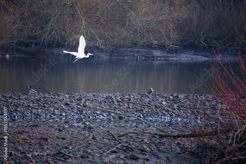The eastern great egret, a white heron in the genus Ardea, fishing at calm water in lake
