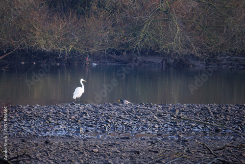 The eastern great egret, a white heron in the genus Ardea, fishing at calm water in lake
