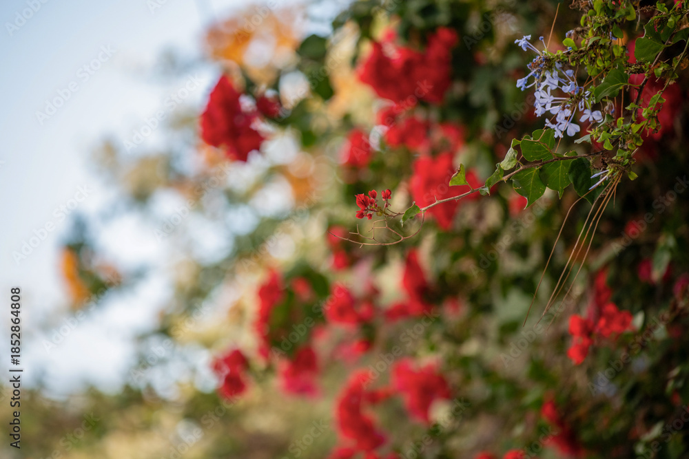 Obraz premium Bougainvillier en fleurs à Sidi Bou Saïd en Tunisie