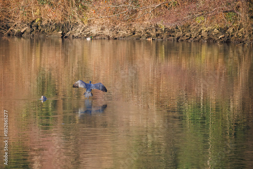 The great cormorant, Phalacrocorax carbo, known as the great black cormorant