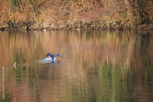The great cormorant, Phalacrocorax carbo, known as the great black cormorant