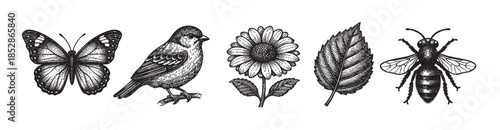 A black and white line art illustration of a butterfly, sparrow, flower, leaf, and bee, presented on a white background, evoking a vintage, scientific, or educational feel.