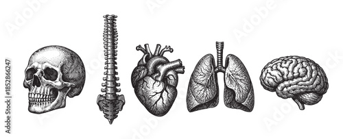 A striking collection of vintage-style illustrations features a human skull, spine, heart, lungs, and brain, rendered in a detailed, black-and-white woodcut aesthetic on a clean white background.