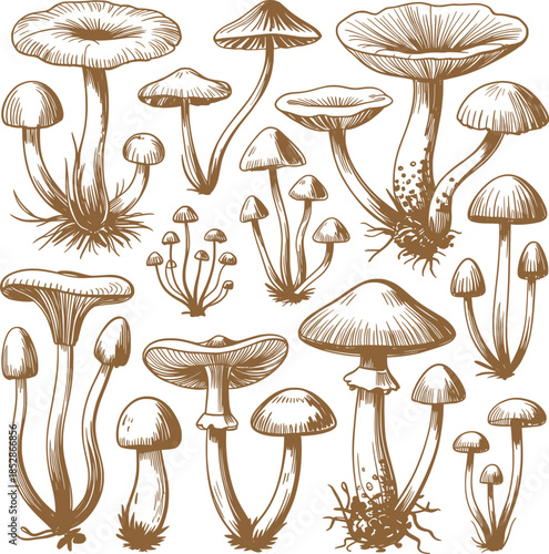 Vintage Mushroom Illustration Collection Botanical Forest Fungi.