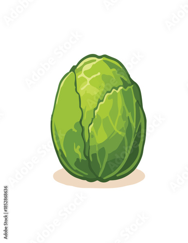 cabbage isolated on white background