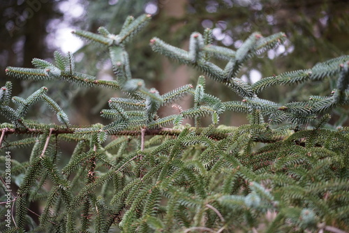Nahaufnahme der Nadeln einer Spanischen Tanne (Abies pinsapo) im Winter