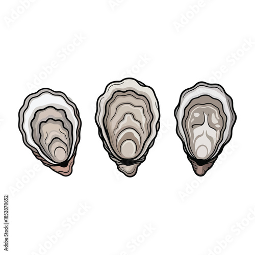 The image is three oysters spaced from left to right against a white background.