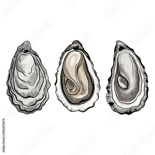 The image is three oysters spaced from left to right against a white background.