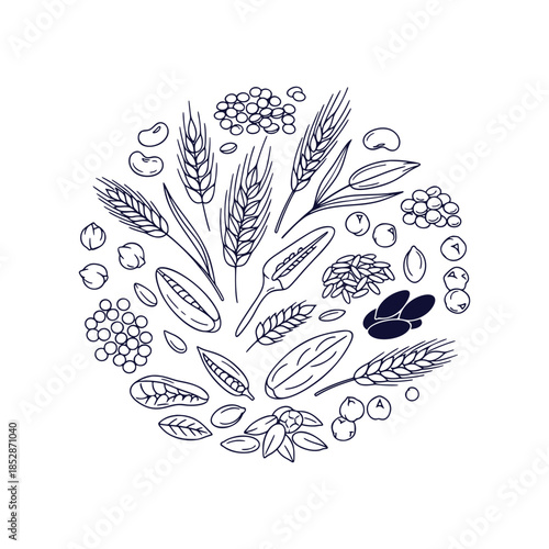 Detailed Vector Outline Hand-Drawn Food Grains Cereal Legumes Seeds Circle Composition