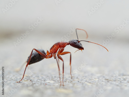 Close-up of a carpenter ant. Ant subgenus Tanaemyrmex