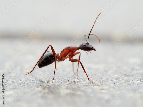 Close-up of a carpenter ant. Ant subgenus Tanaemyrmex