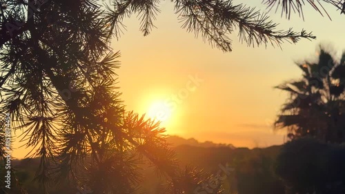 Beautiful nature background in sunset lights, Mediterranean landscape with palms, cedar tree silhouette, pines, over distant mountains on horizon. Sunset glow, slow motion
