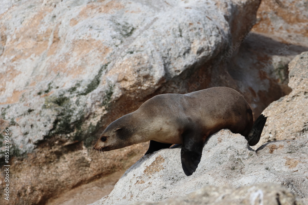 Obraz premium australian fur seal