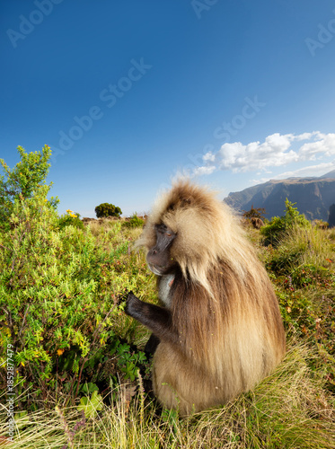 Wallpaper Mural Gelada baboon male grazing in Simien mountains national park, Ethiopia Torontodigital.ca