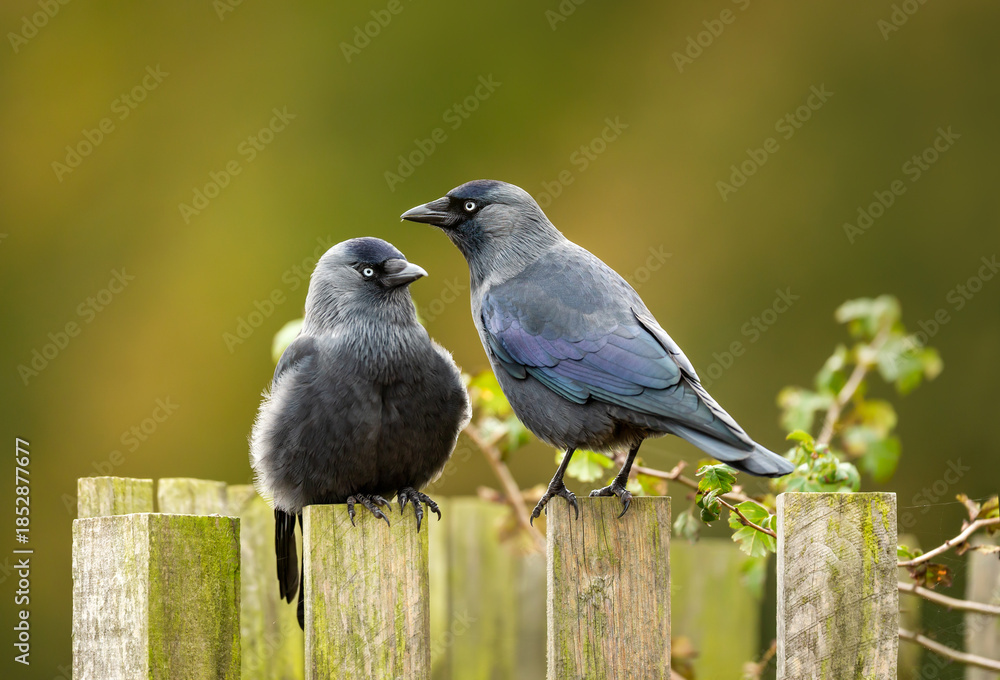 Obraz premium Two Western jackdaws perched on wooden fence posts